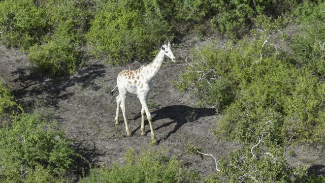 Video: Poslední bílá žirafa na světě dostala GPS. Chrání ji před pytláky